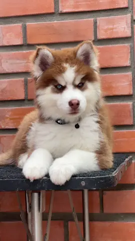 Cachorro Siberian Husky #puppylove #dogtok #jibaro #robots #huskysiberiano  👉@Yatirik Solano 🫶🏻