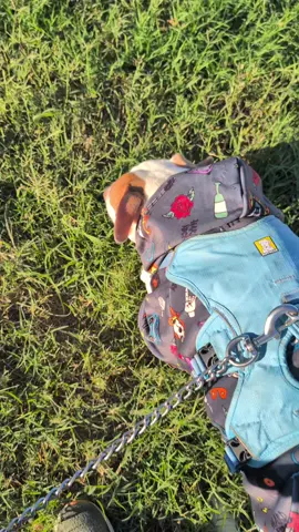 Are we on your FYP besties? if so please let us know. love you guys see you soon.  #cute #dogsoftiktok #fyp #pitbulllove #happydoggo 