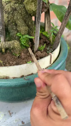 Cạy rong #maivangtrongduc #maivangbinhdinh #maivang #bonsai #caycanh 
