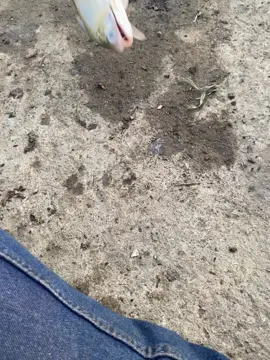 Banyutowo lagi gigit😂 @K D X #fyp #mancingmania #antiboncos #lewatberandamufypシ゚viraltiktok 