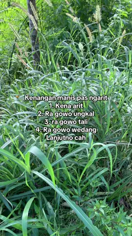 #sobatngaret #ngarit #pakanternak #fyp #masukberanda 