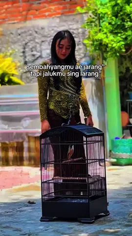 belajar beesyukur mawon😇 #xybca #foryou #affiliatemarketing #kicaumania #burungkicau 
