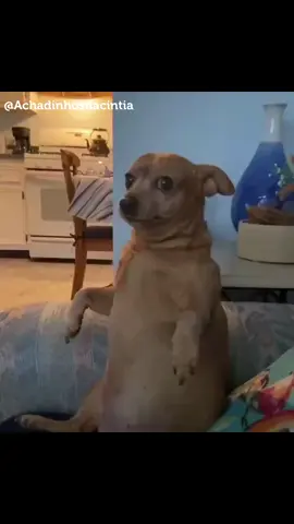 Olhar desconfiado!😅 #cachorros #cachorroengracado #cachorroamigo 