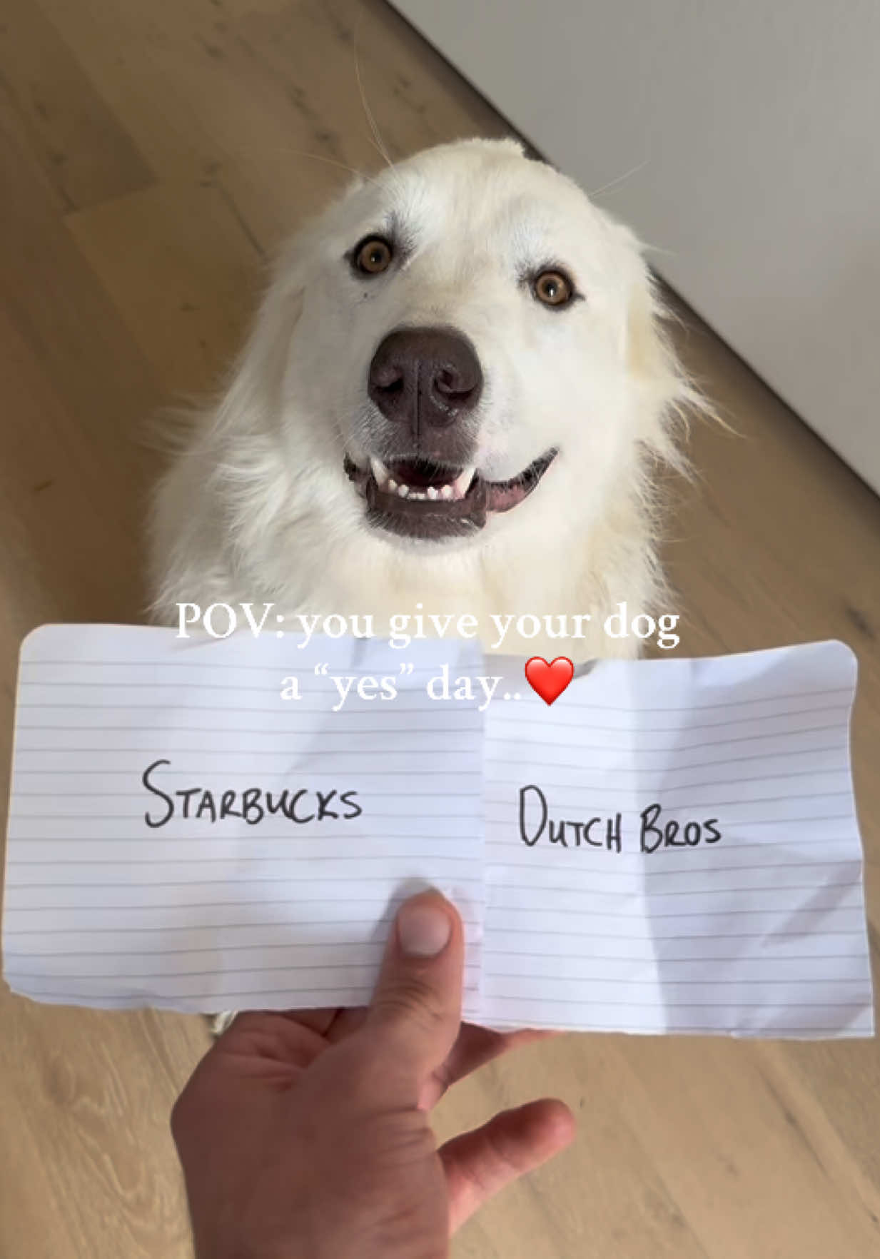 I don’t know who rescued who at this point❤️ #fyp #Lifestyle #dayinmylife #dog #Love @PetSmart @Petco @Native Pet @Dutch Bros Coffee @Starbucks 