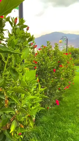 هنا اللواء الأخضر يا سادة 🇾🇪❤💚 #مدينة_إب_عاصمة_السياحة🇾🇪🍀 #إب_الجميلة_اللواء_الاخضر #اليمن_إب_روح_قلبي #عشاق_مدينة_إب #المصمم_نادر_المريسي 