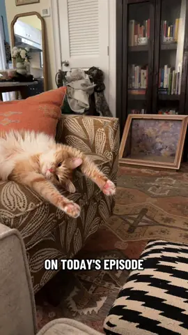 Today’s episode is a lot to take in. Please make sure you’re sitting down.🧡 #orangecatbehavior #orangecatenergy #orangeandjobless #orangecatsoftiktok #funnycatvideos 