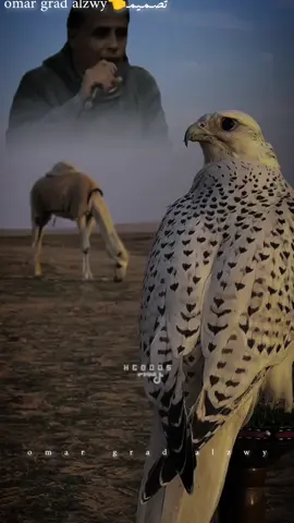 #الراوي______فؤاد_حماد👌                   #تصـمـيمـ👈omar_grad_alzwy 