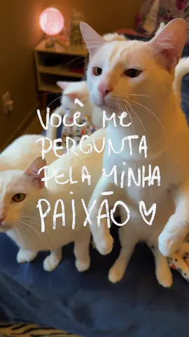 Você me pergunta pela minha paixão… #fypシ゚ #foryoupagе #gatinhosfofos #CapCut 