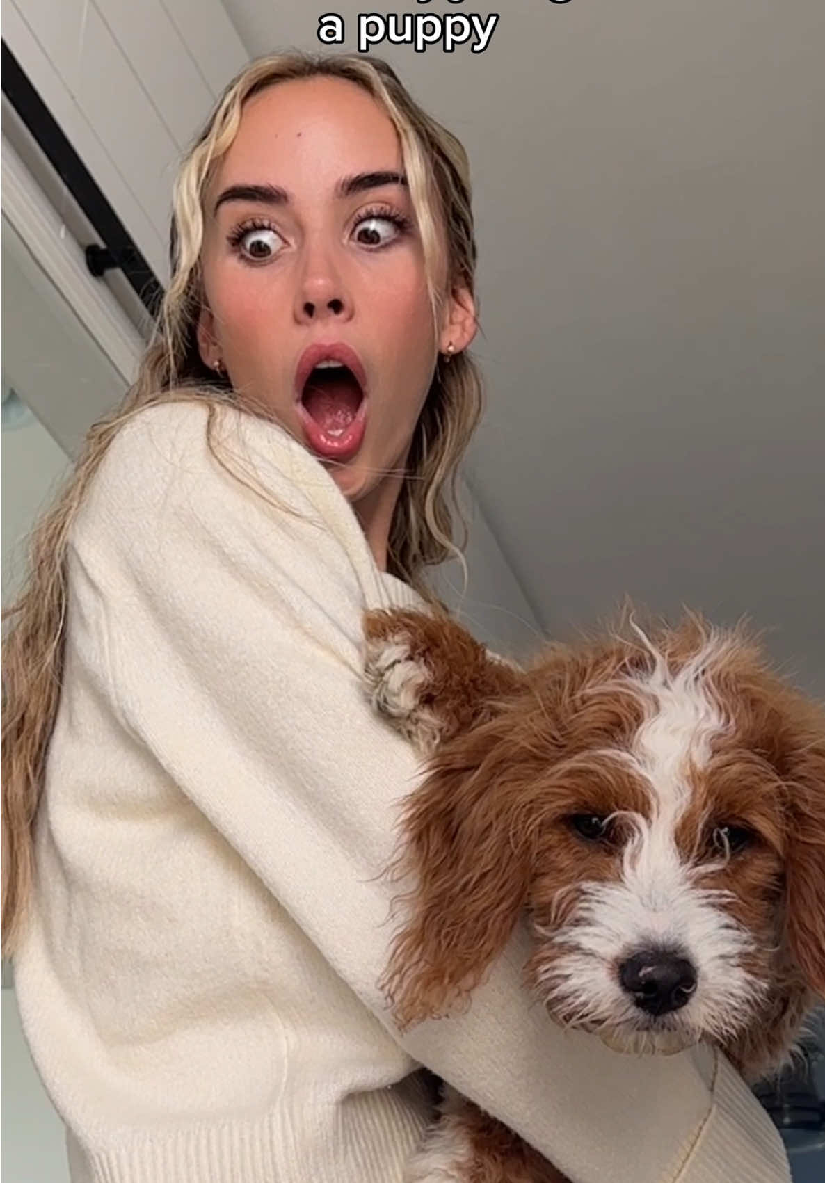 Nothing is safe in this house #dogs #dogsoftiktok #dogcomedy #puppytiktok #puppy 