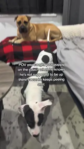 spot stays in trouble I swear 😭 #puppytok #staffordshirepuppy #puppytraining 