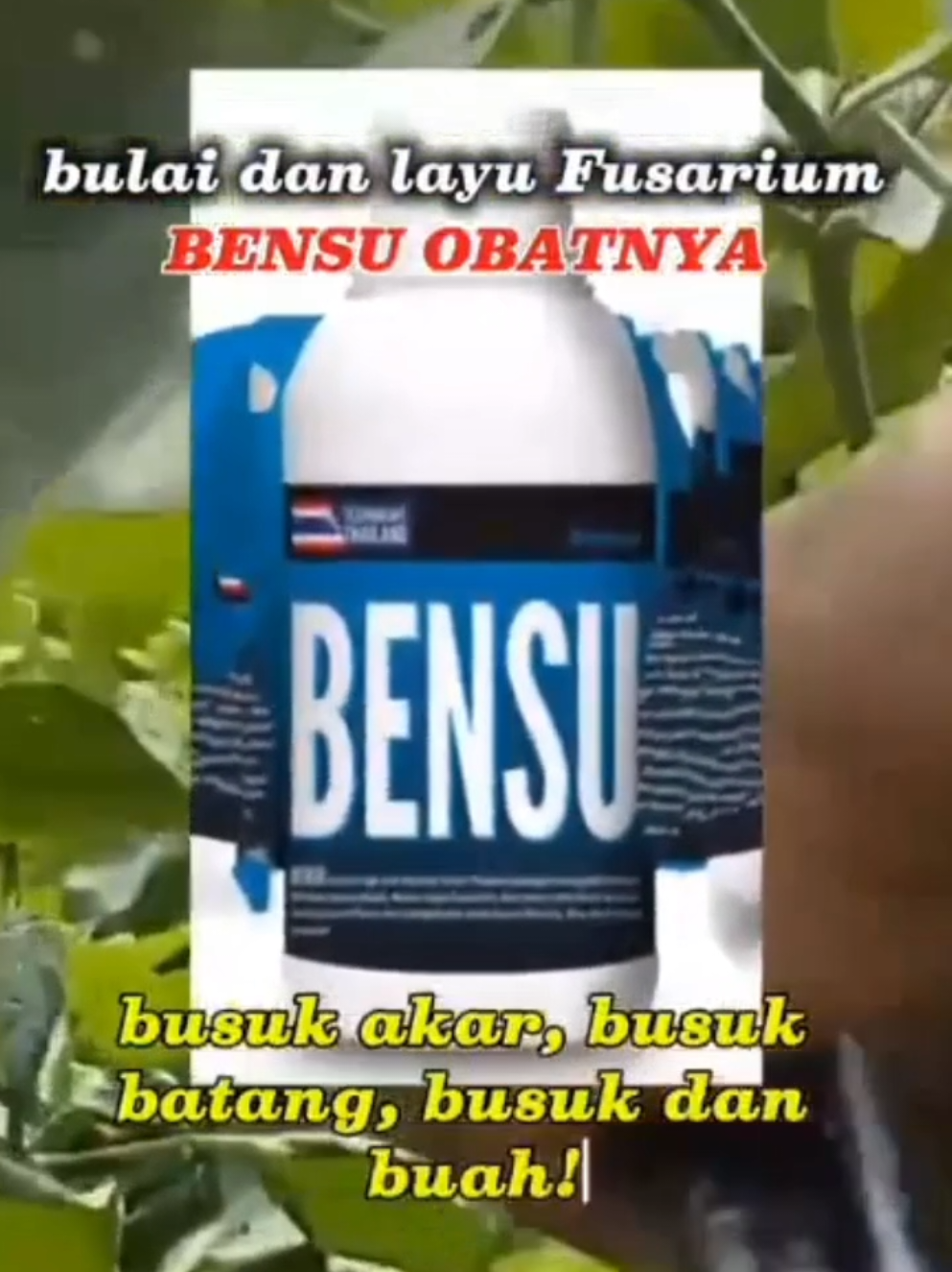 BENSU ampuh menanggulangi dan mengobati bulai dan layu Fusarium  #bensu #fusarium#bulai #zatstimulatortanaman #bayutani 