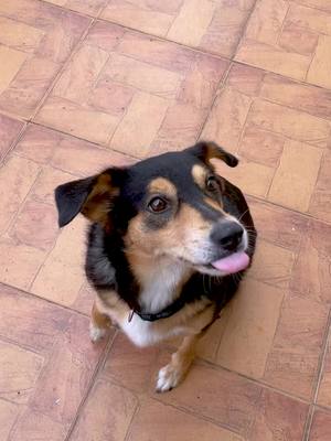 R$ 0,00 no 1º mês do Plano de Saúde Petlove! Contrate e ganhe carência zero em consultas e vacinas