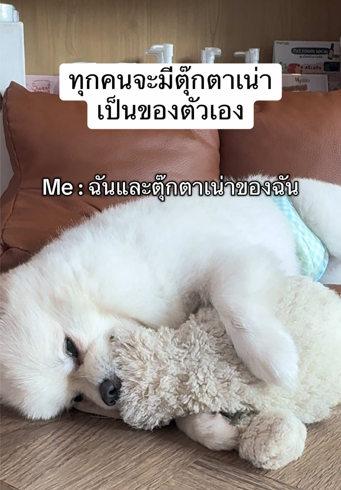 ทุกคนจะมีตุ๊กตาเน่าเป็นของตัวเอง #ฝากสุนัขไม่ขังกรง #สวนสัตว์tiktok #ปอมเมอเรเนียน #ทาสหมา #หมาน่ารัก 