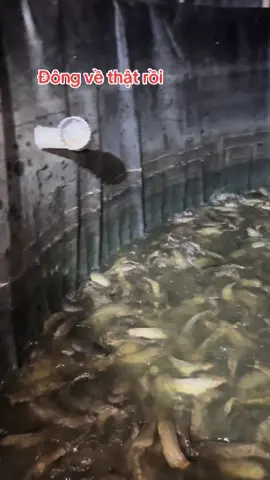 Nuôi cá trê đồng bể bạt mùa đông #nuôicatre #nuôicatrebebat #catredong #catrevang #nuôicá 