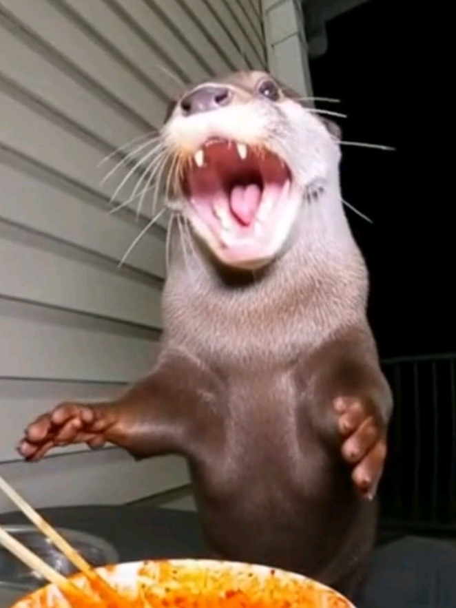 Top 5 Sora Ai Animals Trying the Spiciest Buldak Noodles 🔥 (Part 7) #fyp #viral #sora2 #compilation #funnyvideos 