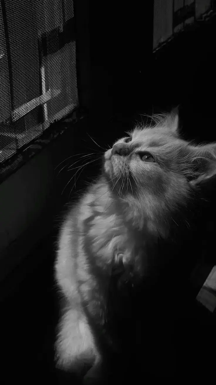 Being forgiving feels like a curse. No matter how deeply people hurt me, I still find myself giving them another chance. I break, I cry, I pick myself up, and yet when they come back, I let them in again. It feels like my heart refuses to learn, even when my mind knows better. Sometimes I wonder if my forgiveness is strength or just another way of letting myself get broken over and over.