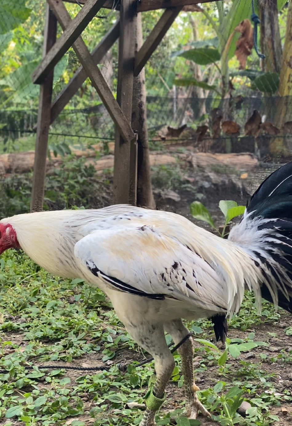 F1 KANAWAYON HATCH🇵🇭#ayamimportfilipin🇵🇭 #kanawayonhatch #kanawayon #salamkakigetar🔥🔥🔥 #hobbyayam 