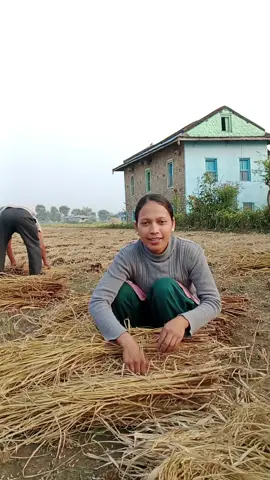धान बान्ने सहि तरीका #foryou #fyp #goviral #creatorsearchinsight #tiktooknepal🇳🇵 @Aa.ku.910😘.......... 