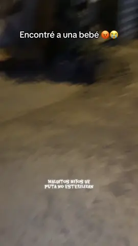 Encontré a una bebé solita 😭#perritos #refugiodeanimales #paratiiiiiiiiiiiiiiiiiiiiiiiiiiiiiii #mascotas #perrosabandonados 