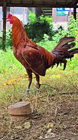 SBR GOLD #fyppppppppppppppppppppppp #ayamfilipin🇵🇭 #viral 