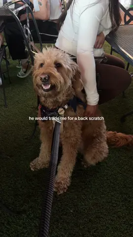 murph will do annyyything for a back scratch 🤭💘 #dog #goldendoodle #goldendoodlesoftiktok #puppytiktok #puppy 