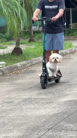 Somos los maleantes del barrio, las perritas nos tienen miedo 🤣#lafelicidadsonmomentos #humor #fyp #perros 