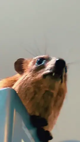 #صقر #fypppppppppppppppppppppppp #اذكروا_الله 