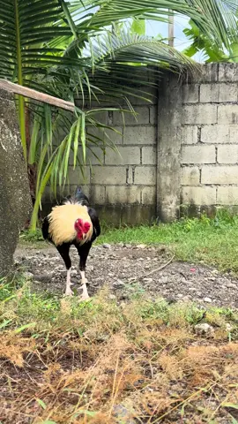 REGULAR GREY !  #fypage 