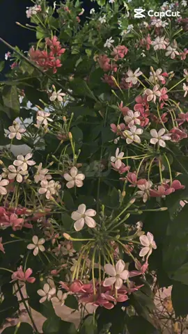 #اكسبلور #مشاهدات #الجزائر #ليبيا #السعودية 