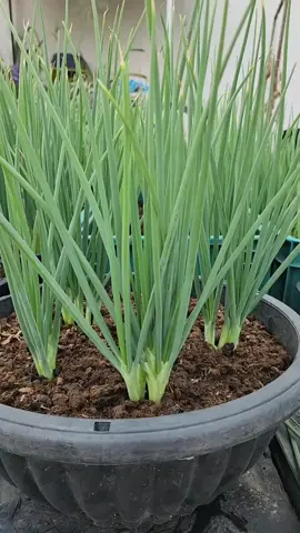 20 benih sayuran 30 hari panen #benih #bibitsayur #30haripanen #benihsayuran #bibit 