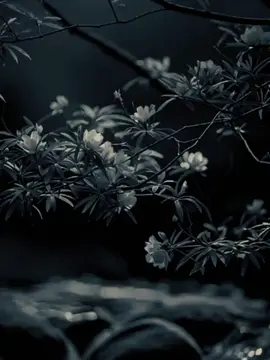 #CapCut #dianastemplate #trending #foryou #fypage 