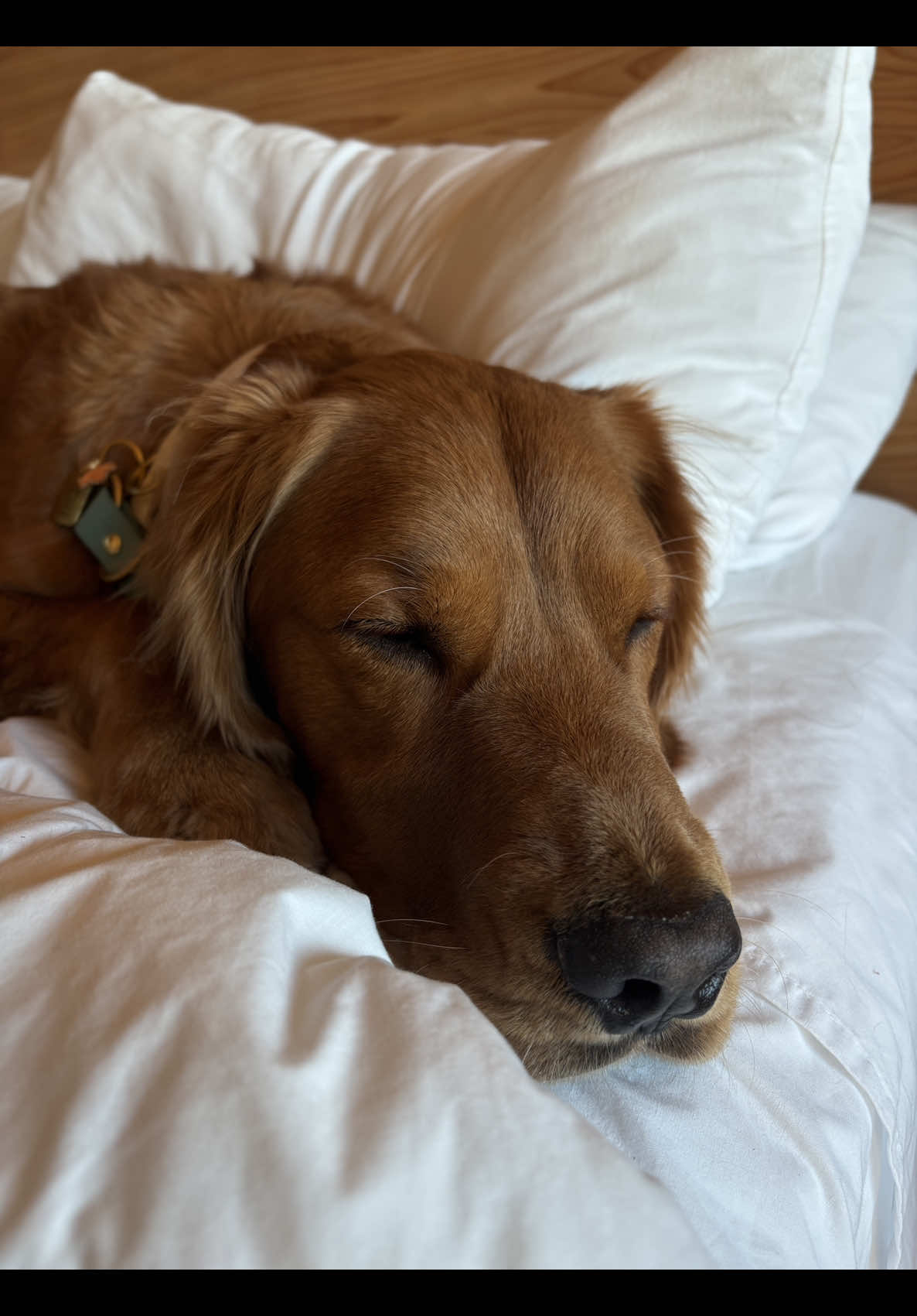 Some call it clingy, we call it love 💗  Follow for more! #funnydogs #dogsoftiktok #goldenretriever #doglogic #clingy #stage5clinger 