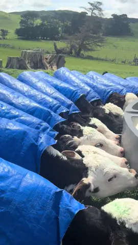 Smart cookie. #fyppppppppppppppppppppppp #cattlefarm #farmlife #farming #girlfarmer 