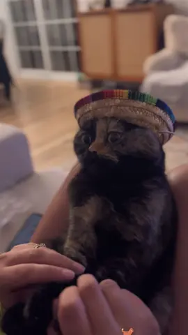 Talking Cat 🐱 #funnycat #tiktok #viral #cat #cattiktok 