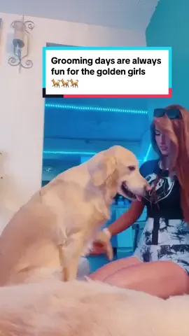 “Dogs teach us that the greatest joys in life are found in the simplest moments - shared walks, quiet companionship, and unspoken love.” 💕💕💕🐕🐕🐕🫶🏻🙌🏻🍀#fyp #goldengirls #goldenretriever #tiktoklive #livehighlights 