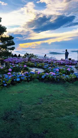 Một buổi sáng tại quán cà phê Miền Du Mục đẹp mê…. 📍 Miền Du Mục  #dalatreviewtravel #latnoitravel #miendumuc 