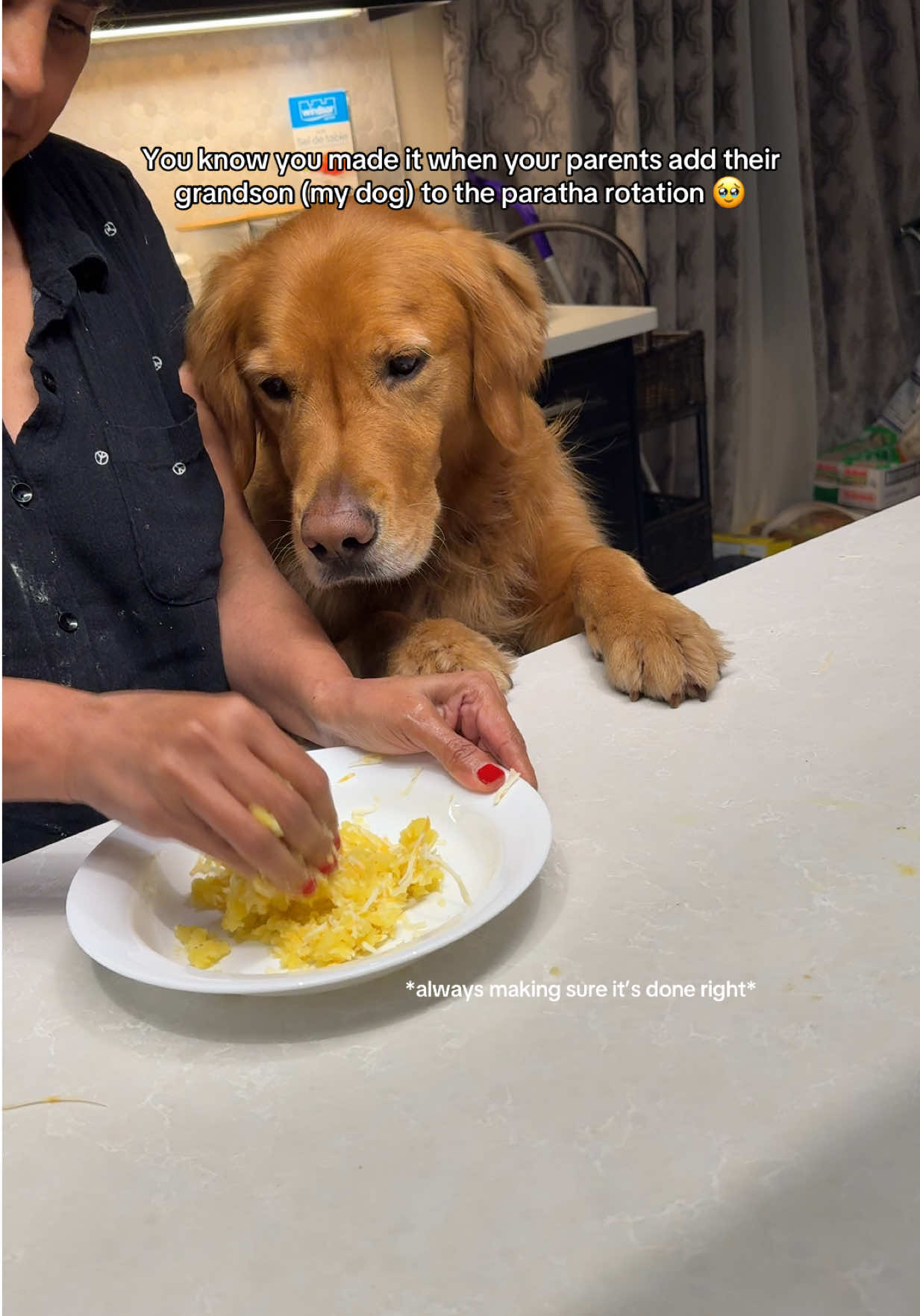 My fav part is my dad talk to him😭😭 #thespicygolden #goldenretriever #PetsOfTikTok #parathalovers 
