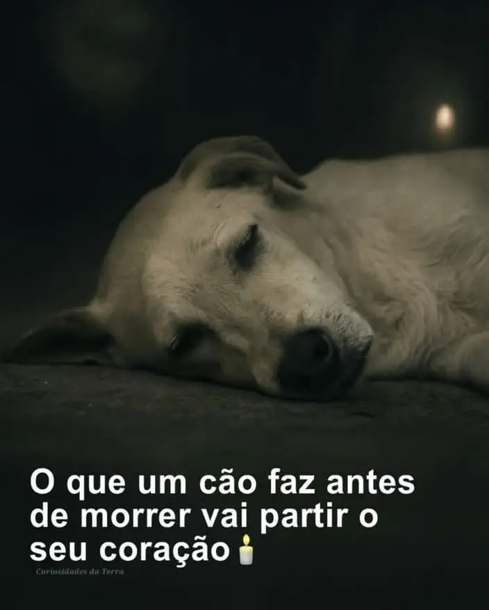 Há quem diga que os cães sentem quando o fim se aproxima. Mas o que fazem nos últimos instantes é algo que toca fundo no coração. Não é medo, nem dor. É amor em silêncio, uma despedida que só eles compreendem. Certa vez, uma jovem perguntou a um veterinário qual era a parte mais difícil do seu trabalho. Ele respondeu que não era aplicar a injeção, mas o que acontece antes, quando muitos donos saem da sala porque não suportam ver o último olhar do seu amigo. E o cachorro, sem entender, procura com os olhos o seu humano, tentando encontrá-lo mais uma vez. Eles não têm medo da morte. Não pensam “estou morrendo”. Pensam apenas “você está bem?”. Mesmo com o coração batendo cada vez mais devagar, buscam um olhar, um toque, um sinal de que o amor ainda está ali. Porque a vida deles sempre teve um único sentido: ver você feliz. Quando o corpo começa a descansar e a respiração fica leve, não é dor, é paz. O cérebro se enche da mesma alegria que sentiam toda vez que viam você chegar. Por isso, quando esse momento chegar, não vá embora. Fique. Segure a patinha, diga que o ama, que ele foi o melhor amigo. Quando os olhos se fecharem, não será um adeus. Será um “obrigado por me amar”.