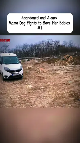 #Dog #Rescue #Puppies #Kittens #Cats