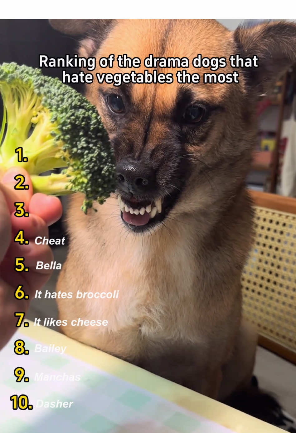 Top 10 Dogs That Hate Vegetables the Most 🥦#dog #funny #dogsoftiktok #funnyvideos #fyp 
