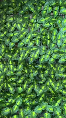 Daun rambat sintetis dekorasi tanaman hias artificial 1x3 meter #daunrambat #dekorasidinding #daunrambatdinding #daunrambatsintetis #daunrambat3meter 