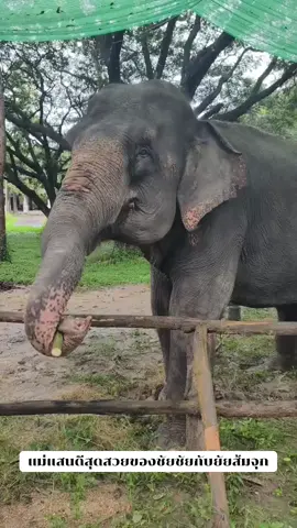 #พังแสนดี #พ่อแม่อุปถัมภ์ช้าง #เทรนด์วันนี้tiktok #กระแสมาแรง #เทรนด์วันนี้ 