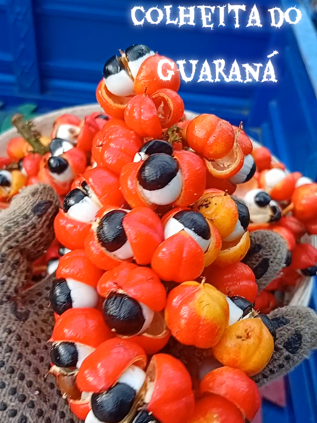 lhes apresento o fruto guaraná.  #viral  #guaraná 