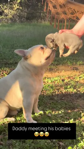 Mah boy -Snowman 🥰🥰🥰 he is been waiting to meet his babies 🥹 #prouddad #frenchiesoftiktok #frenchiebabyy #honeybulls 