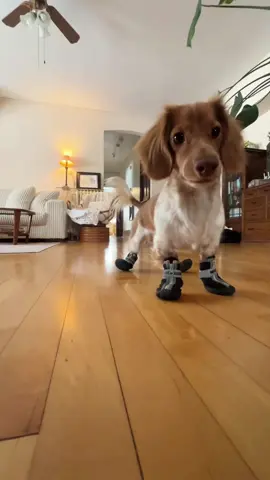 naughty Dachshund 🙈 #dog #funnydog #dogsofttiktok #foryou #fyp #funnytiktok #funnyvideos #minidachshundpuppy #doxie #naughtydog