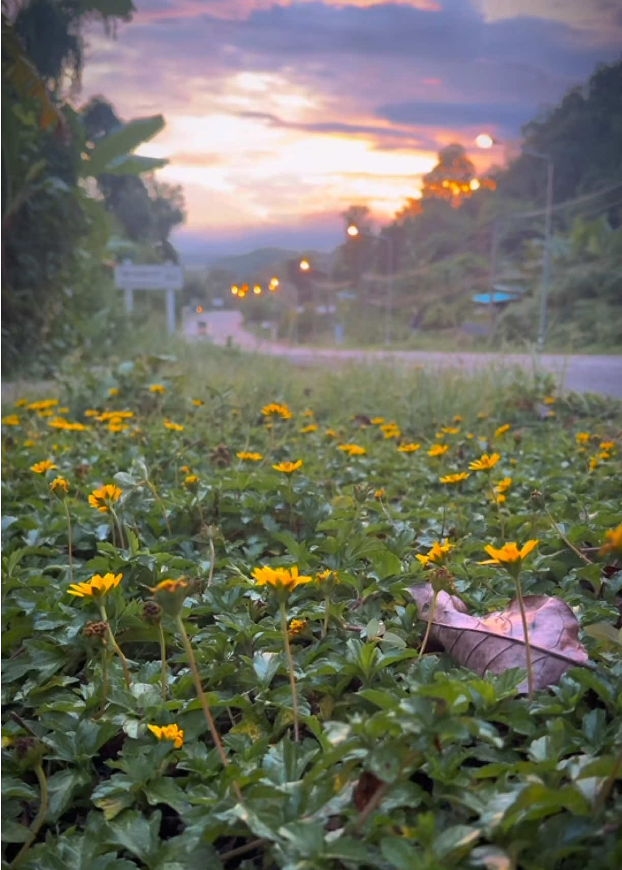 ดอกไม้ข้างทาง #ธรรมชาติ #ดอกไม้ #ยามเช้า #การเดินทาง #ธรรมชาติ 