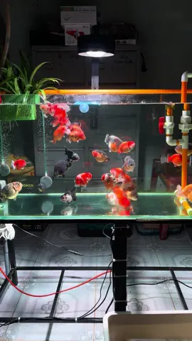Những ngày mưa gió của ae thế nào r #chill #cavang #ranchu #oranda #heonuoc 