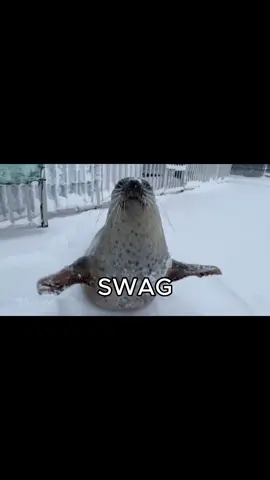 pretty boy swag by soulja boy x seals #sealtok #seal #souljaboy #prettyboyswag #hiyori 