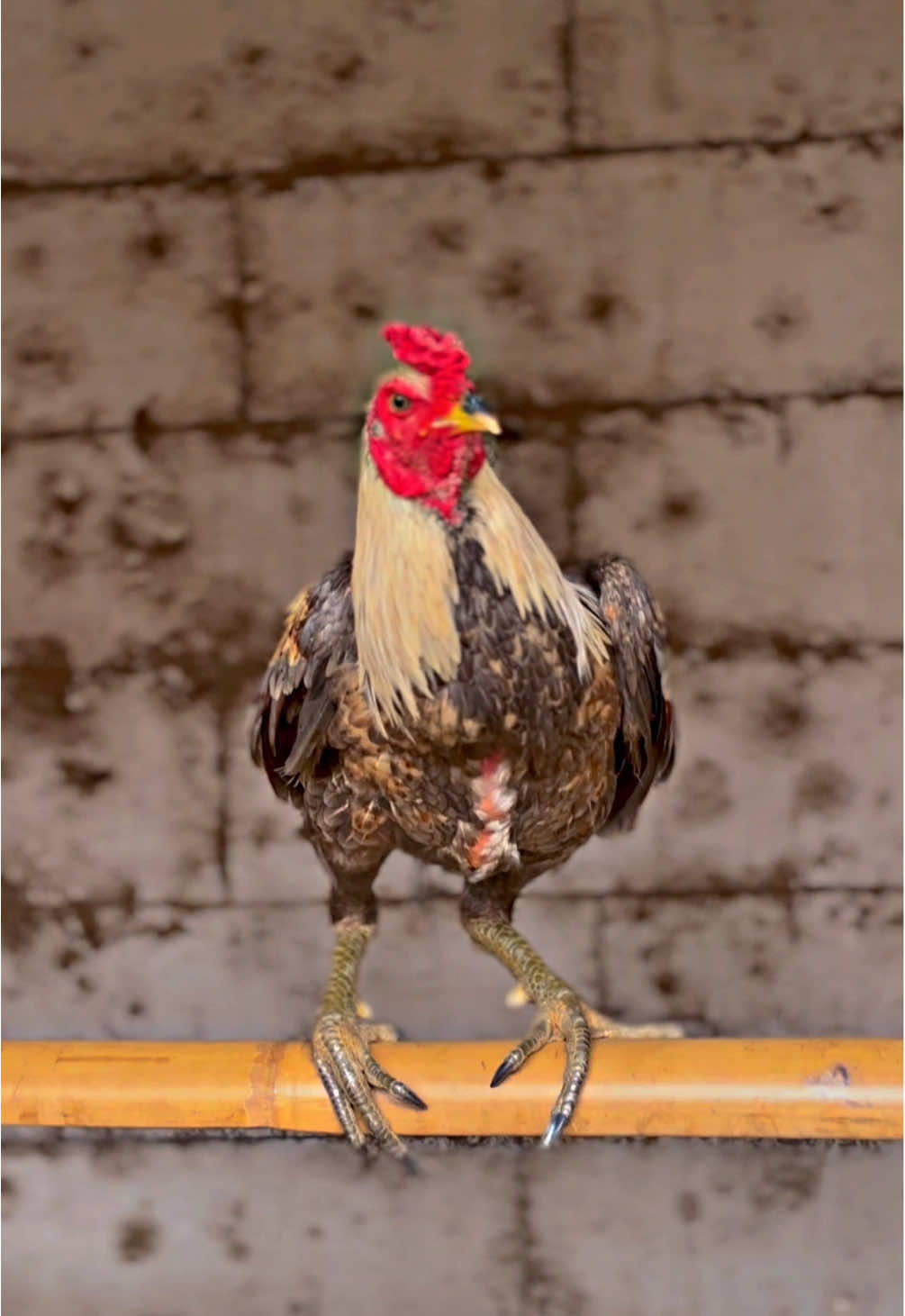 Mempesona kali🤩#fantasticfarm #pama #pamaiq #mangon #pamangon 