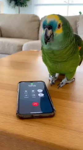 📱 Captado en cámara: un loro cansado de los olvidos de su dueño. Cuando no le sirven su almuerzo, decide llamar al 911 para pedir justicia (y comida): #LoroDivertido #VideoDeRisa #ComediaCorta #MascotasInteligentes #LoroHablando     
